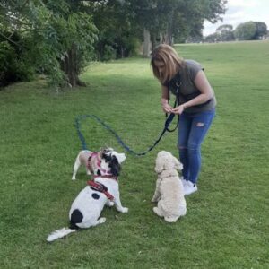 K9ology Voucher for Rayleigh CC Raffle